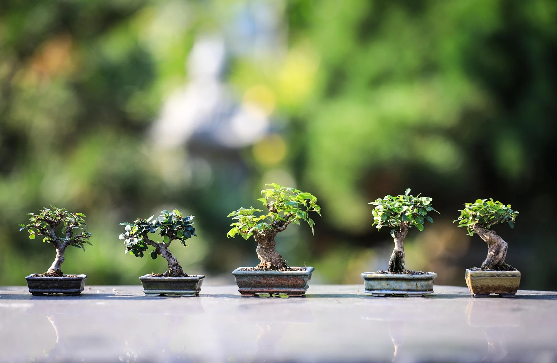 Five small bonsai trees in pots arranged side by side