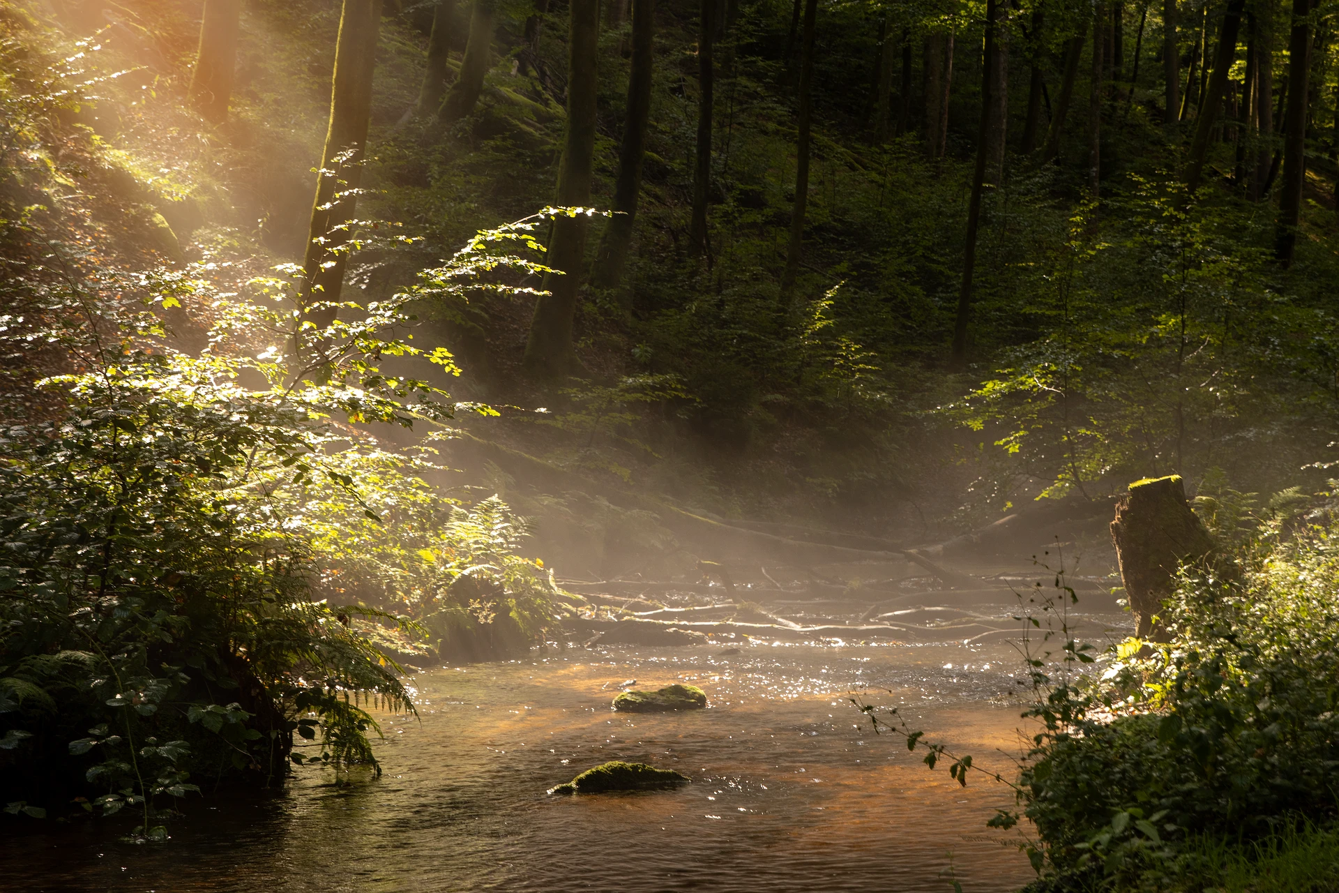 Sunlight falling across a quiet forest stream