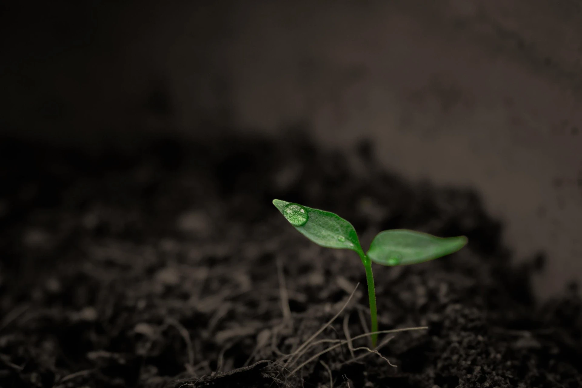 Seedling growing in dark soil
